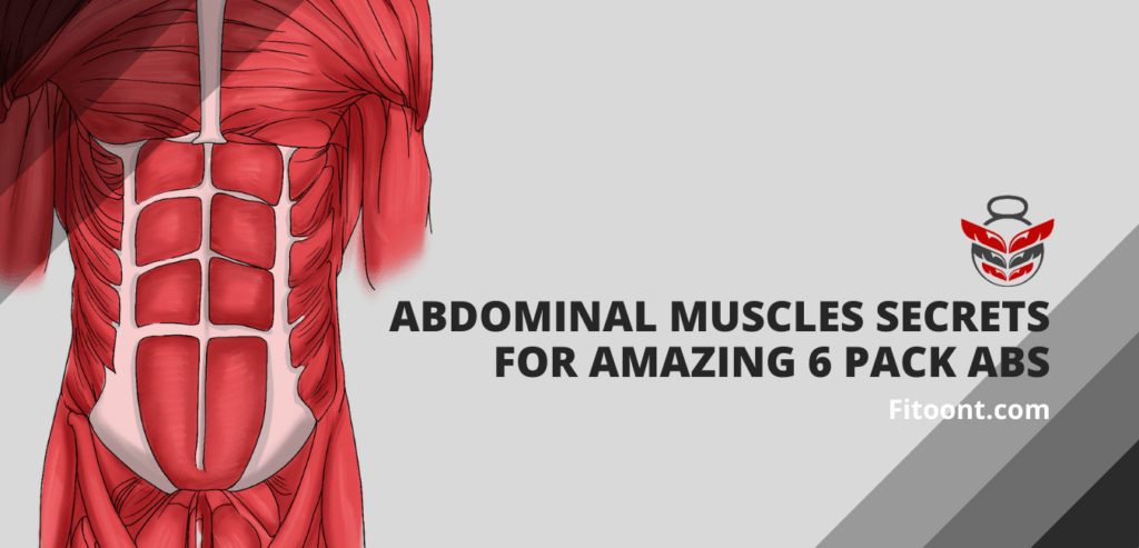 abdominal muscles, 6 pack abs, anatomy