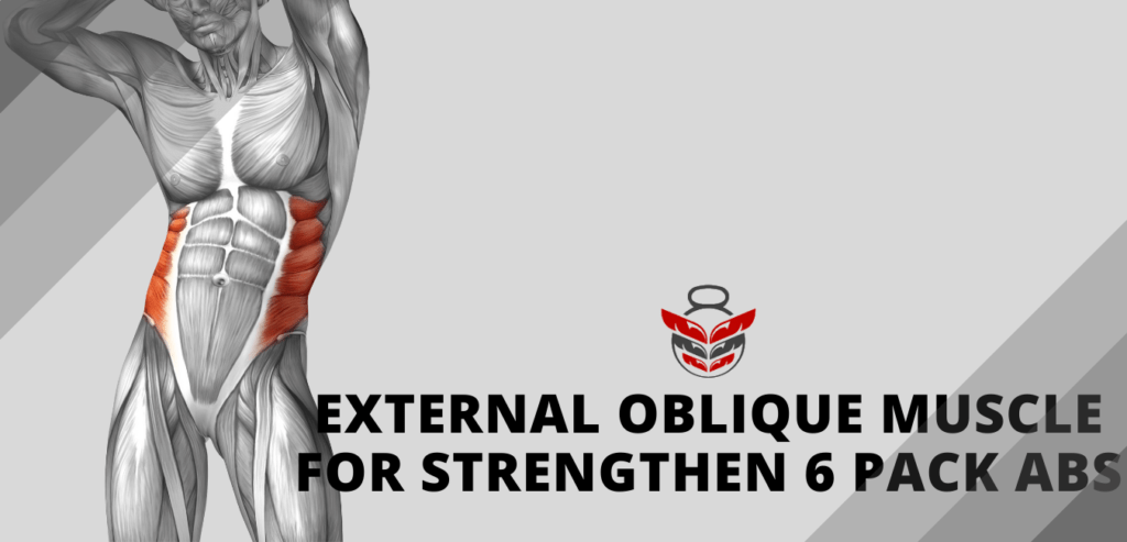 external oblique muscle for strengthen 6 pack abs - fitoont
